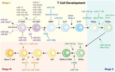 The role of miRNAs in T helper cell development, activation, fate decisions and tumor immunity